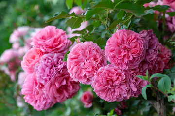 luxurious double pink roses among green foliage in the garden close-up