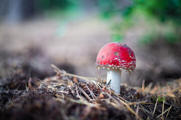 Champignon rouge dans la foret, amanite tue mouche v&eacute;n&eacute;neux 