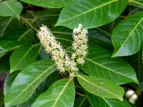 White flowers and green leaves on a laurel bush