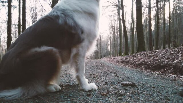 Wandern im Wald mit Hund Border Collie