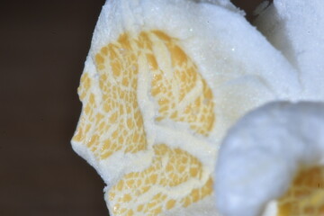 Macro Popcorn dried, OHS