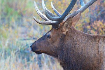close up headshot portrait of a large bull elk