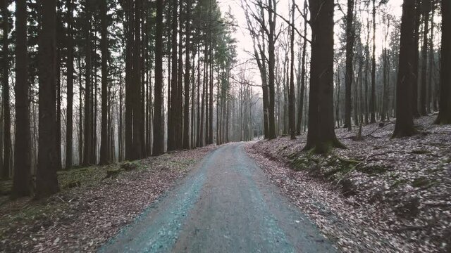 Wandern im Wald mit Hund Border Collie
