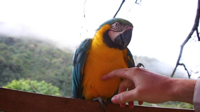 Yellow-billed macaw (Ara ararauna) in Yungas, Coroico, Bolivia