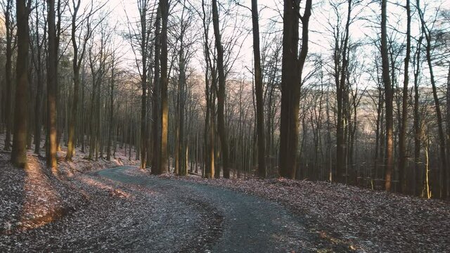 Wandern im Wald mit Hund Border Collie