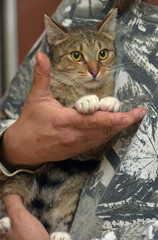 cute striped cat with white paws in arms