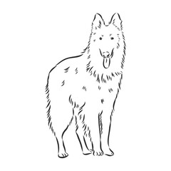 Sketch of Belgian Shepherd dog, Hand drawn illustration.