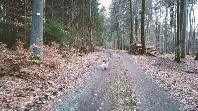 Wandern im Wald mit Hund Border Collie