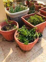 herbs in pots