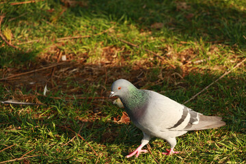 dove wandering in sultanahmet square