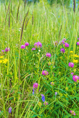 Blooming flowers of meadow clover in green field, vertical photo