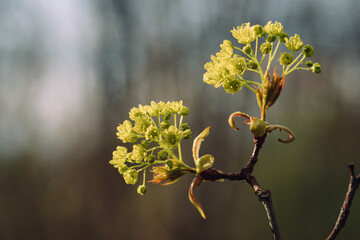 Closeup of flowering maple tree with blue dark background