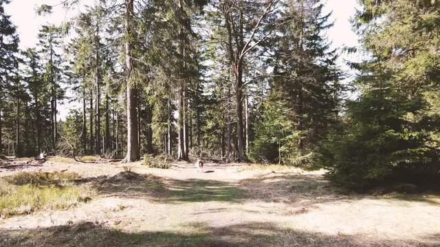 Wandern im Wald mit Hund Border Collie
