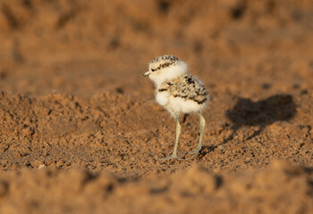 Closeup of a Kentish Plover chick, Bahrain