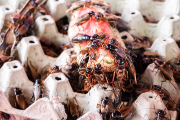 Farmed crickets For food Asian food.