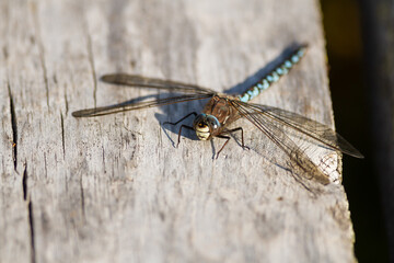 Aeshna caerulea perched on the trunk basking in the sun, animal concept