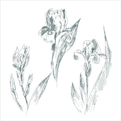 iris sketch on the white background