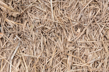 Rice straw texture background image.