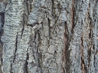 The bark of Umbrella thorn (Acacia tortilis) commonly known as Mosu in Botswana. The tree is indigenous to Botswana. The bark is dark grey to black, has fissures running longitudinally and is ridged.