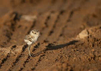 Little Kentish Plover chick, Bahrain