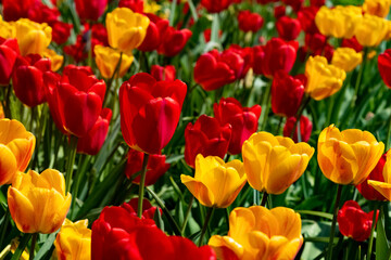 Fototapeta na wymiar Tulpen Tulipa bunt rot gelb Sonnenlicht Farben Beet Garten Park Gegenlicht Frühling Zwiebeln Blüten Gärtner Botanik Flora Weinheim Frühjahr Gefühl Holland Züchtung 