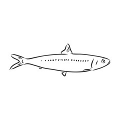 Pilchard. Ink sketch of sardine. Small herring. Hand drawn vector illustration of fish isolated on white background.