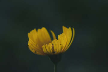 Fototapeta premium Soft focus on yellow wildflower bloom in nature with dark and moody tones closeup with shallow depth of field on blurred background.