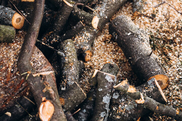 Fototapeta premium Сut firewood in the forest