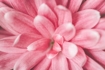 Macro shot of pink chrysanthemum flower.