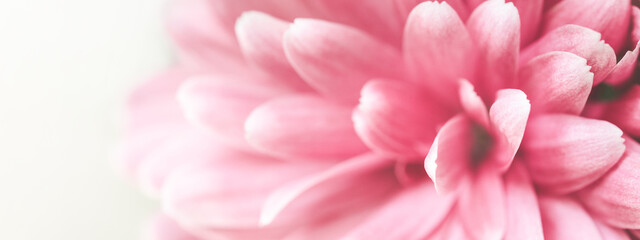 Fototapeta premium Banner with macro shot of pink chrysanthemum flower.