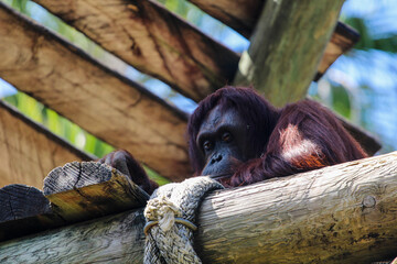 Orangutan in the Zoo