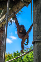 Orangutan Playing at the Zoo