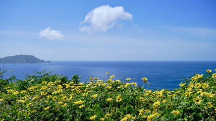 Fototapeta na wymiar Springtime landscape by the sea with blossoming yellow flowers