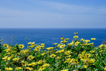 Fototapeta na wymiar Springtime landscape by the sea with blossoming yellow flowers