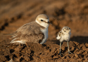 Kentish Plover and her chick, Bahrain