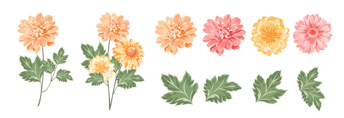 Set of differents chrysanthemums on white background.