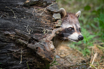 A raccoon pokes its head out of a hollow log in Rouge National Ubran Park in Scarborough, Ontario. © Beth Baisch