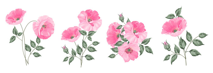 Set of differents peonies on white background.