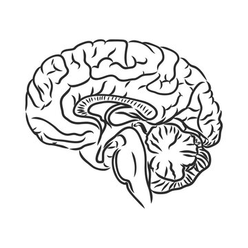Brain of the person for medical design. Vector sketch.