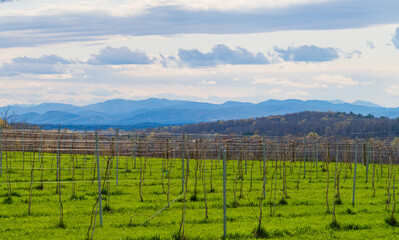 Obraz premium a Vermont vineyard in spring looks towards the Adirondack mountains in New York 
