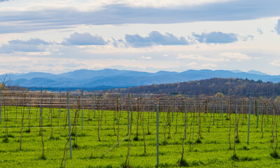 Fototapeta na wymiar a Vermont vineyard in spring looks towards the Adirondack mountains in New York 
