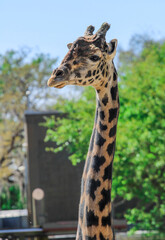 Portrait of a Giraffe