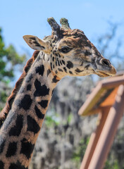 Fototapeta premium Portrait of a Giraffe