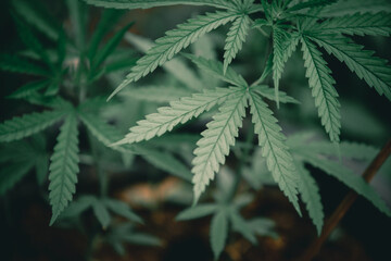 Fototapeta na wymiar Thai Marijuana leaf in the cannabis plantation