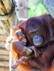 Mother and Baby Orangutan 
