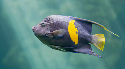 Close-up view of a Yellowbar angelfish (Pomacanthus maculosus)