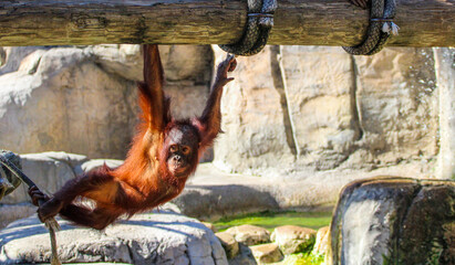 Orangutan Playing in the Zoo