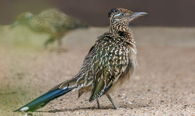 Close-up view of a walking Greater roadrunner - Geococcyx californianus