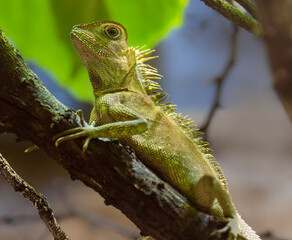 Close-up view of a Bell's forest dragon (Gonocephalus bellii)