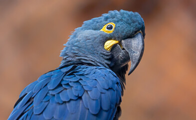 Close-up view of a Lears macaw (Anodorhynchus leari)